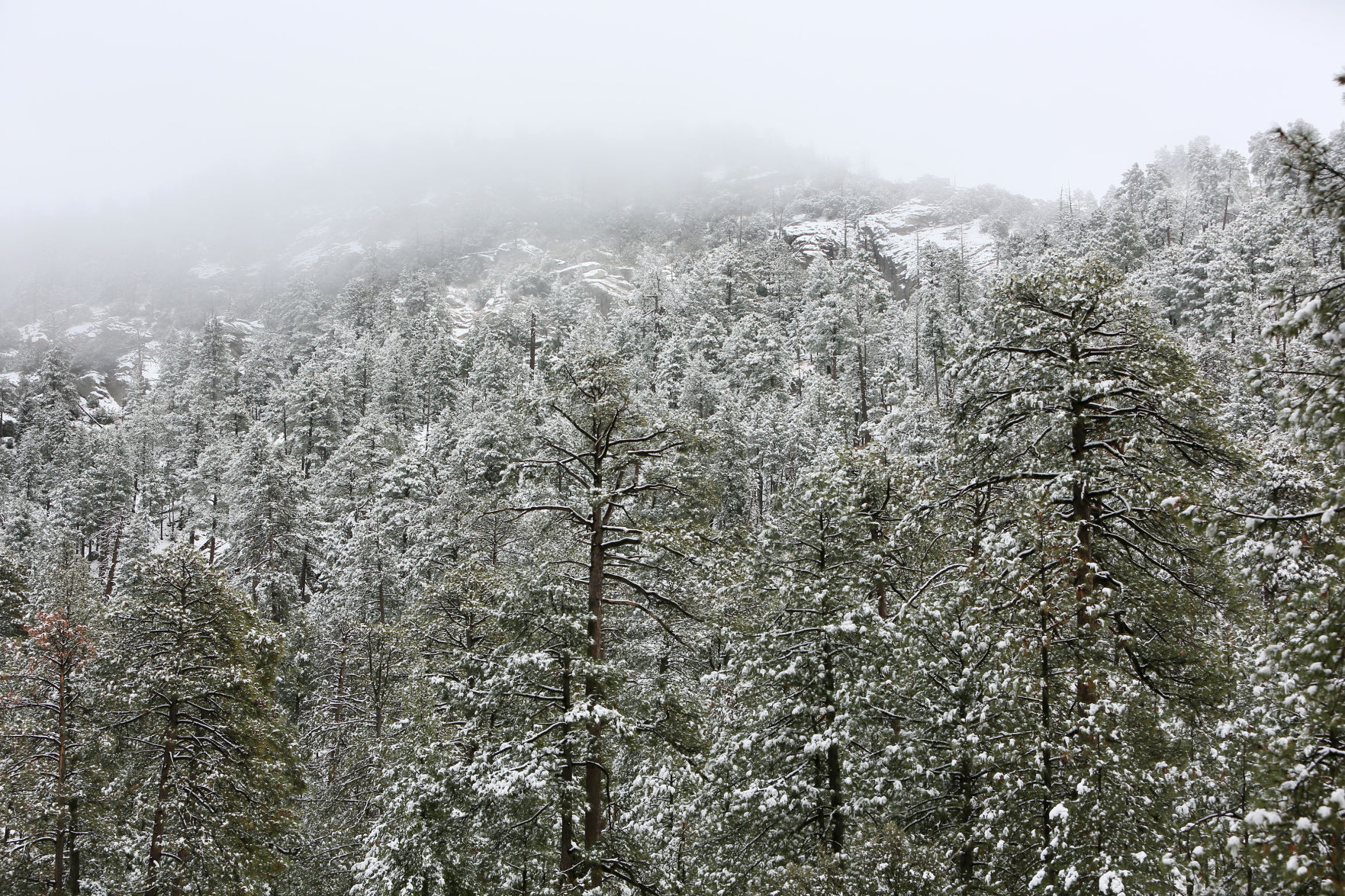 Snow on the Catalinas